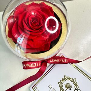 Rosa Preservada