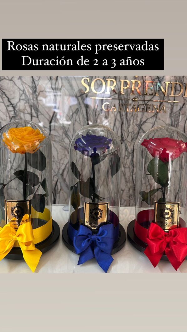 Rosas Preservadas